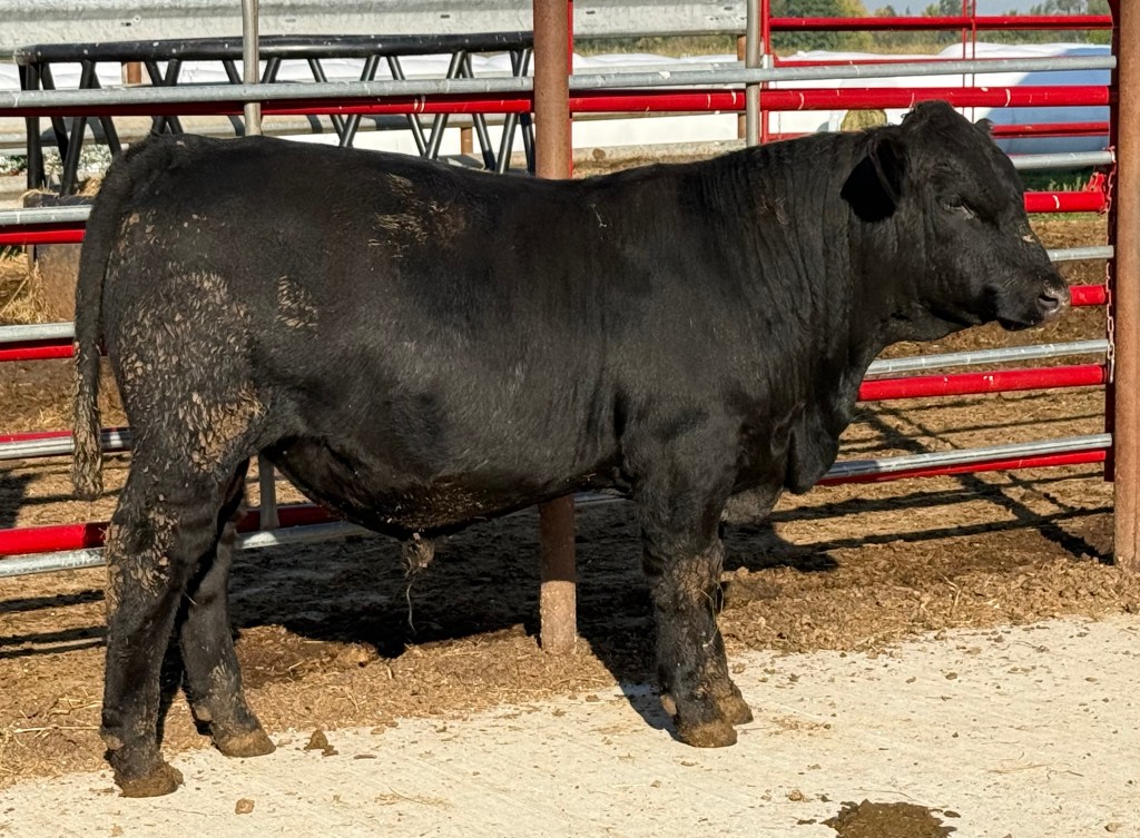 Bull for sale in Wisconsin
