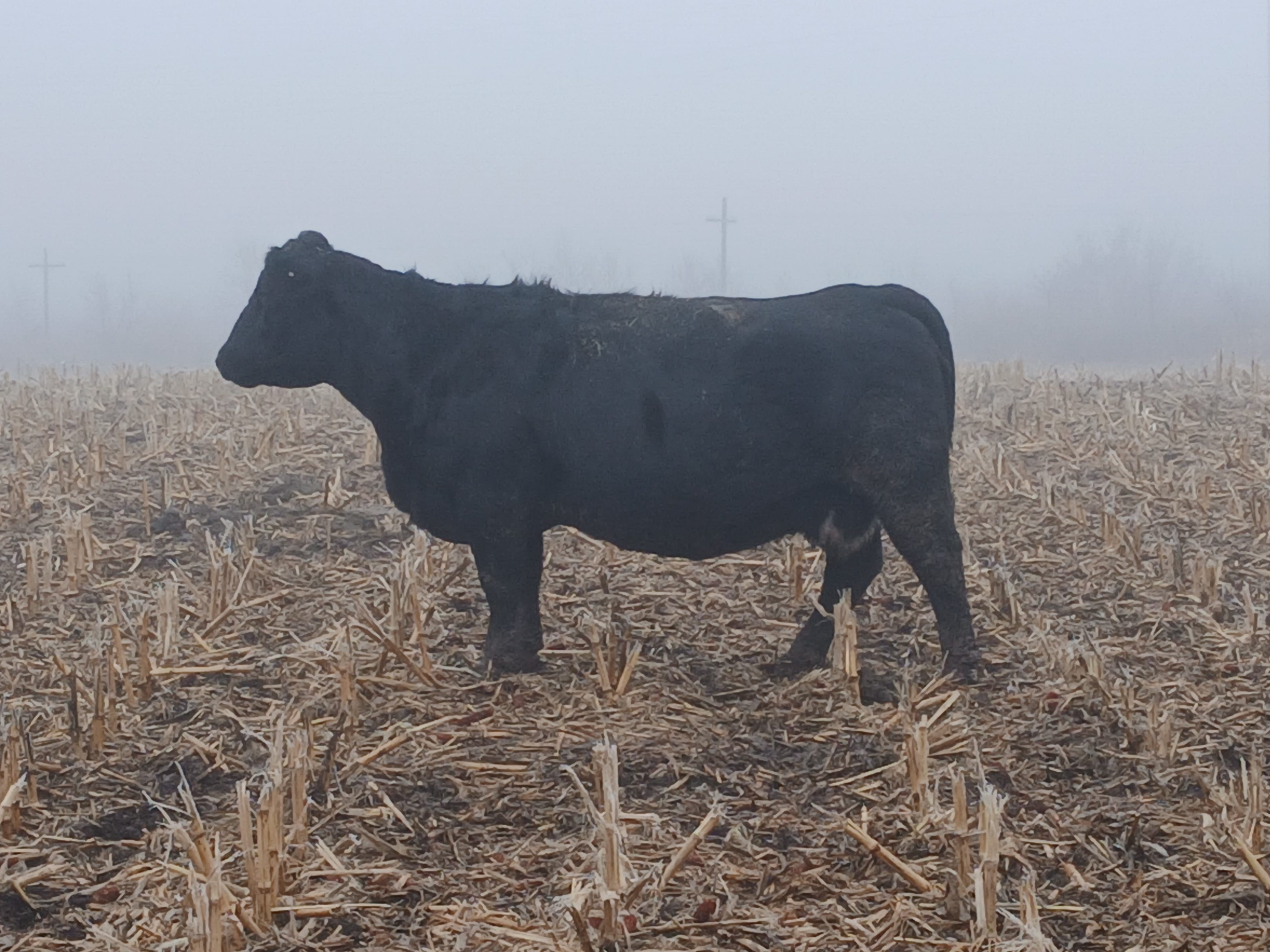 Simmental Donor Cow